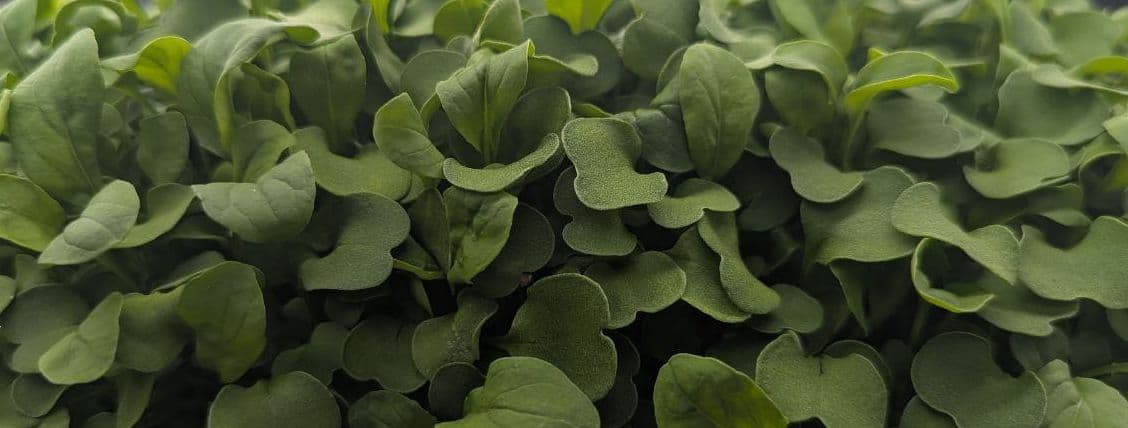 Arugula