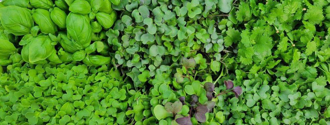Fresh herbs