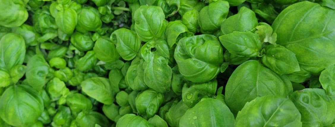 Basil (Genovese)