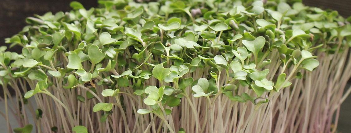 Pak Choi