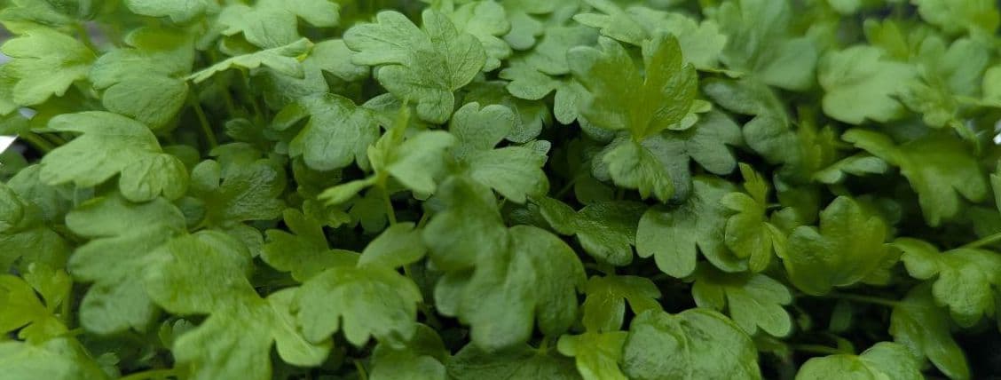 Celery
