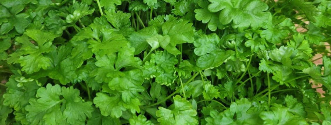 Cilantro
