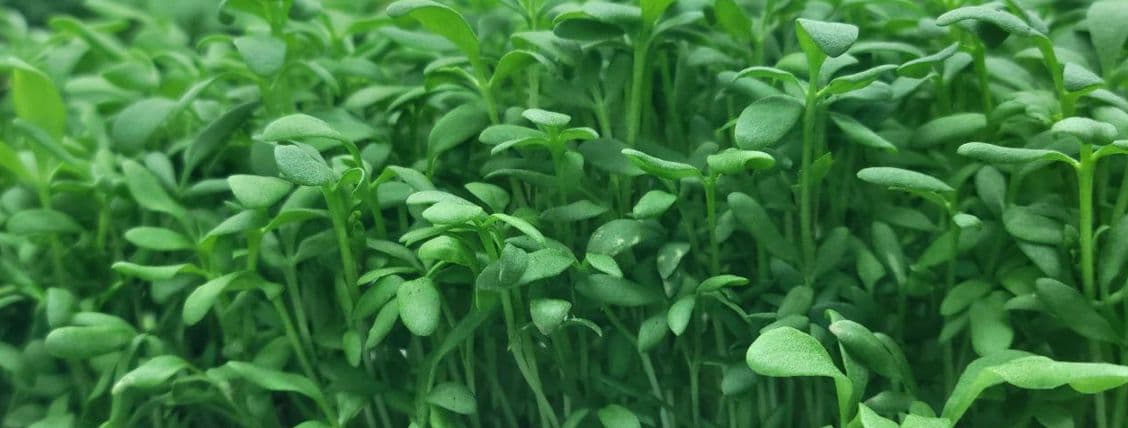 Curled Cress