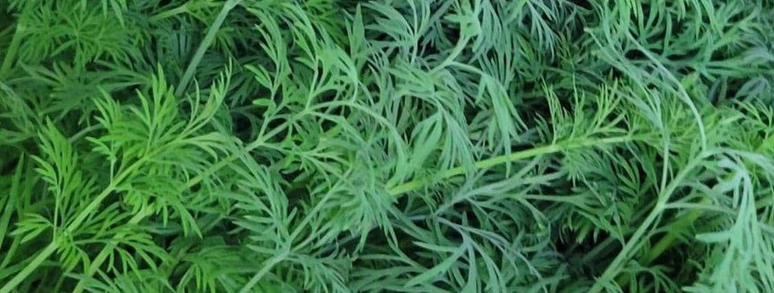 Dill