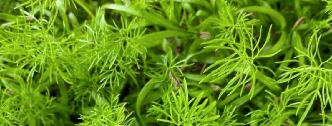 Fennel