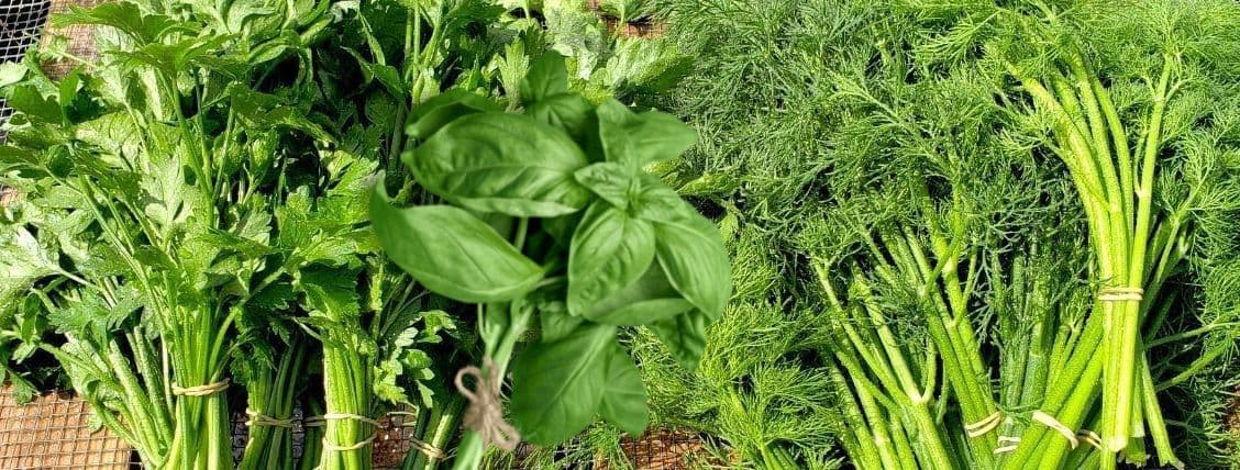 Living herbs