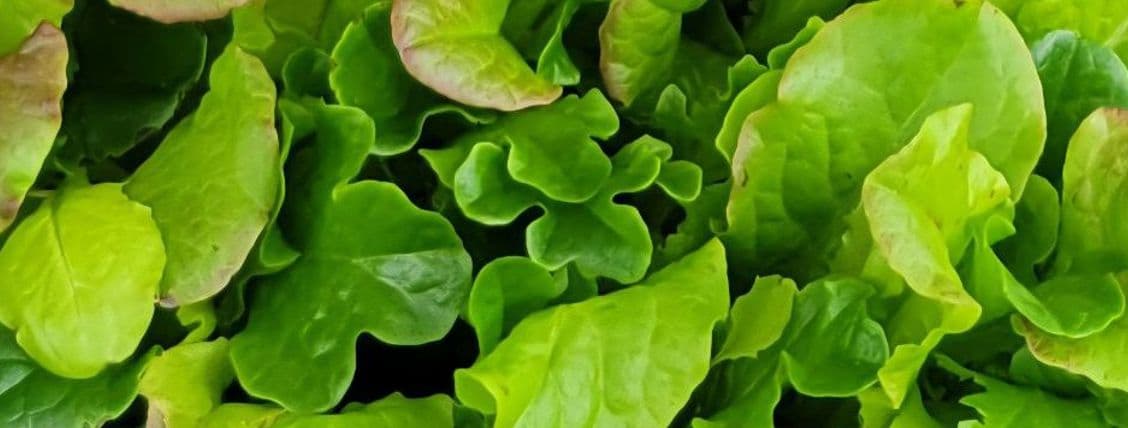 Lettuce Mix