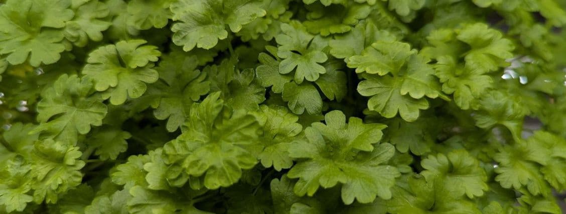 Parsley (Flat-Leaf)