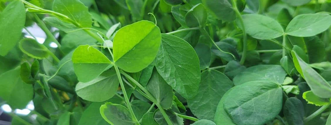 Pea Shoots
