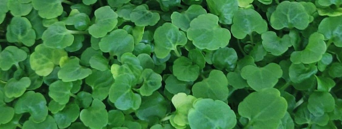 Watercress