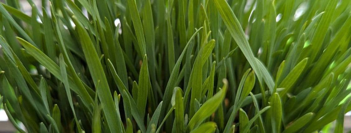 Wheatgrass